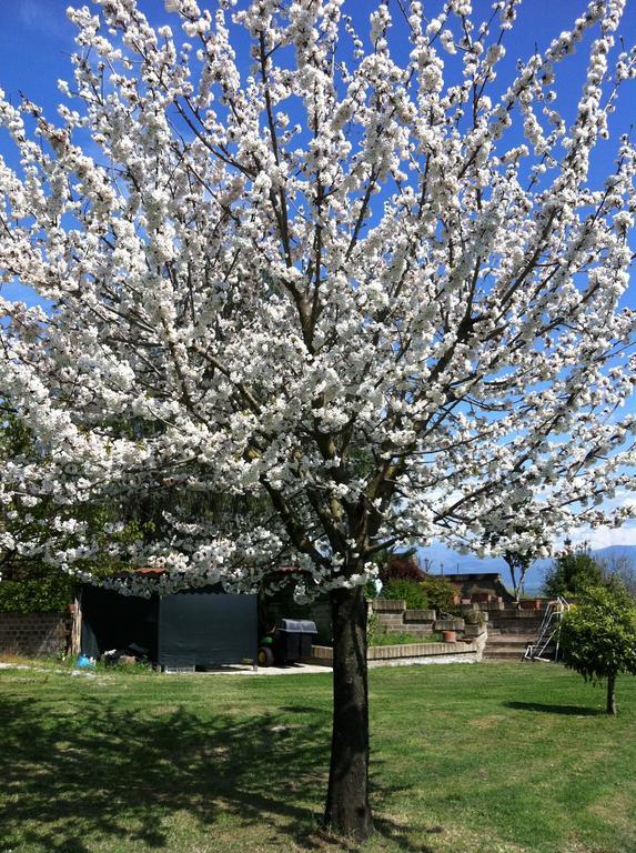 L'Albero Del Pepe Panzió Fiano Romano Szoba fotó